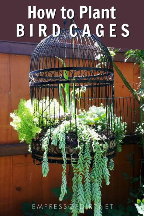 Birdcage planters are a favorite with creative gardeners. These tips share ideas for setting up a new or upcycled birdcage as a planter for succulents or annuals. Birdcage Planter, Unusual Planter, Creative Planter, Wheelbarrows, Whiskey Barrels, Bird Cage Decor, Garden Containers, Bird Cages, Deco Floral