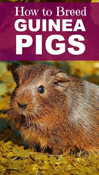 How to Breed Guinea Pigs - PBS Pet Travel Female Guinea Pigs, Guine Pig, Guinea Pig Breeding, Small Hamster, Diy Guinea Pig Cage, Pelvic Bone, Pig Stuff, Baby Guinea Pigs, Pet Guinea Pigs