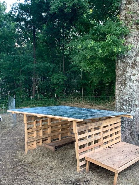 Barns On a Budget! 🐴 | Small pallet goat shelter my husband built Timothy Hall | Facebook Diy Cow Shelter, Deer Shelter, Pallet Goat Shelter, Calf Shelter, Pallet Shelter, Farm Sheep, Livestock Shelter, Goat Shelter, Farm Diy