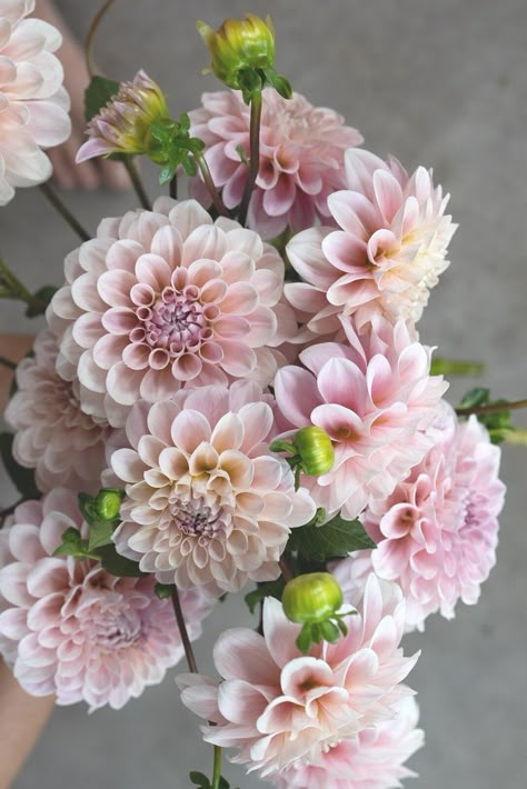 Holly Wedding, Flower Farm, Graphic Design Portfolio, Dahlia, Floral Wedding, How Many, Wedding Events, Design Studio, Blush