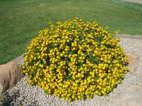 yellow lantana | Yellow Lantana | Landscaping | Pinterest | Shrub, Border ... Lantana Landscaping, Lantana Bush, Shrub Border, Yellow Lantana, Patio Enclosures, Border Plants, Flower Bed, Landscaping Ideas, Flower Beds