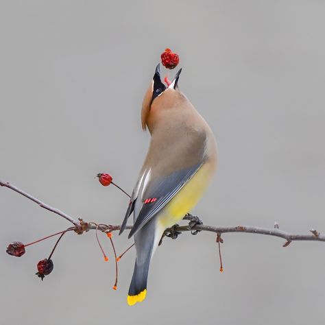 Thank You for Voting Bird Study, Bird Portrait, Cedar Waxwing, Carpe Koi, Animal Photos, Bird Pictures, Birdwatching, Bird Photo, Colorful Birds