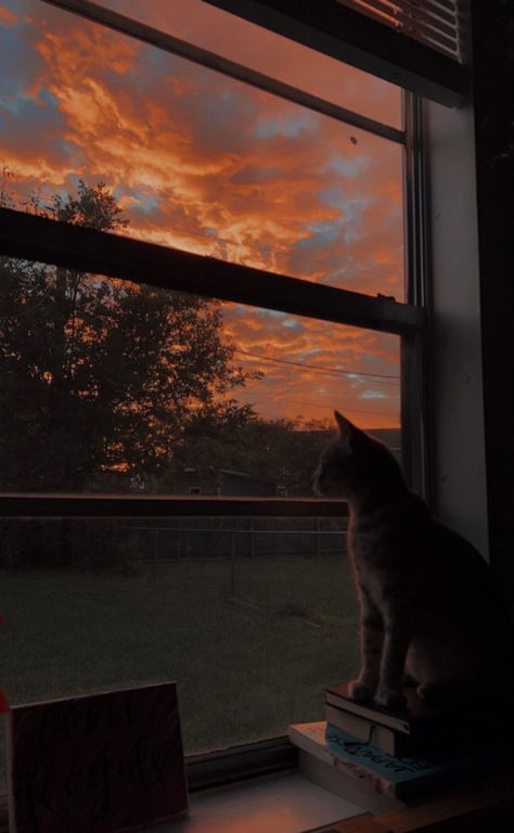 Cat Sunset Wallpaper, Evening Wallpaper, Cat Sunset, Evening Aesthetic, Evening Vibes, Cute Cat Wallpaper, Beautiful Images Nature, Cat Aesthetic