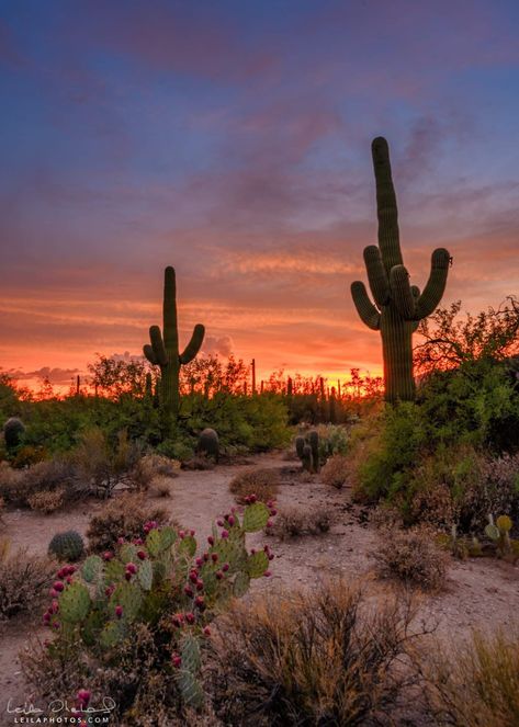 Tucson sunset by Leila Shehab Sunset In The Desert, Southwest Wallpaper, Arizona Scenery, Tucson Sunset, Desert Project, Arizona Beauty, Summer Beach Pictures, Country Sunset, Sunset Desert