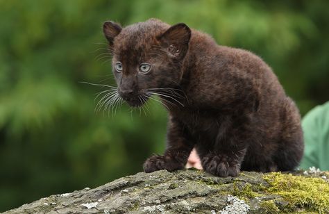 This baby panther doesn't understand why he's ranked this low on the list."Have you seen me?" he mews, shaking his oversized black paw. Panther Cub, Baby Panther, Black Panthers, Dog Lady, Baby Animals Pictures, Sweet Animals, Cute Funny Animals, Big Cats, Beautiful Creatures