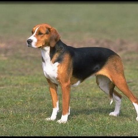 Black and Tan Virginia Foxhound one of four American Foxhound breeds, this dog was actually one of the progenators of the Black and Tan Coonhound, which was developed by crossing the American Foxhound with a Bloodhound. http://en.wikipedia.org/wiki/Black_and_Tan_Virginia_Foxhound Foxhound Puppy, Foxhound Dog, English Foxhound, Hound Dog Breeds, Pocket Beagle, American Foxhound, Every Dog Breed, Beagle Puppy, The Fox And The Hound