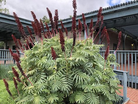 Melianthus major - Honey flower Melianthus Major, Terrace Plants, Highlands Landscape, Hammock Area, Honey Flower, Plant Palette, Deer Resistant Perennials, Plant Wishlist, Buddha Garden