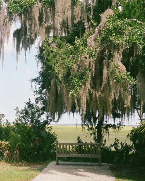 Spanish moss on film ✨only shooting film on vacations going forward Spanish Moss Tattoo, Spanish Moss Aesthetic, Live Oaks With Spanish Moss, Spanish Moss Painting, Spanish Moss Trees, Spanish Moss Photography, Spanish Moss, August 11, Virginia Wedding Photographer