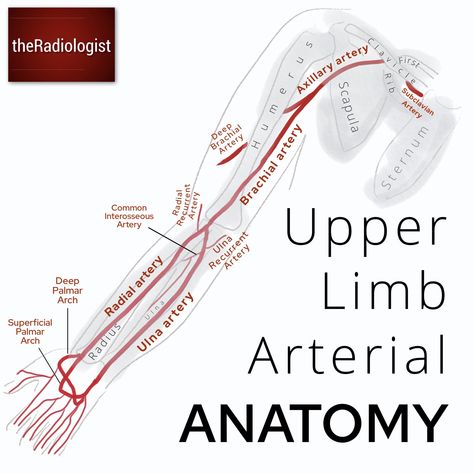 theRadiologist on Twitter: "Upper limb venous and arterial anatomy… " Anatomy Upper Limb, Limb Anatomy, Upper Limb Anatomy, Diagnostic Medical Sonography Student, Arteries Anatomy, Vascular Ultrasound, Subclavian Artery, Physical Therapy Student, Diagnostic Medical Sonography