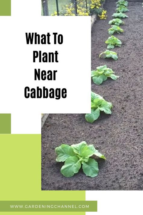 marigolds and cabbage in vegetable garden with text overlay what to plant near cabbage Growing Cabbage, Companion Planting Guide, Vegetables To Plant, Cabbage Plant, Planting Tips, Home Vegetable Garden, Growing Tomatoes, Tomato Plants, Garden Care