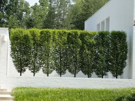 Hornbeam Hedge, Leyland Cypress, Fence Plants, Privacy Trees, Privacy Plants, Privacy Landscaping, Living Fence, Garden Shrubs, Fence Landscaping