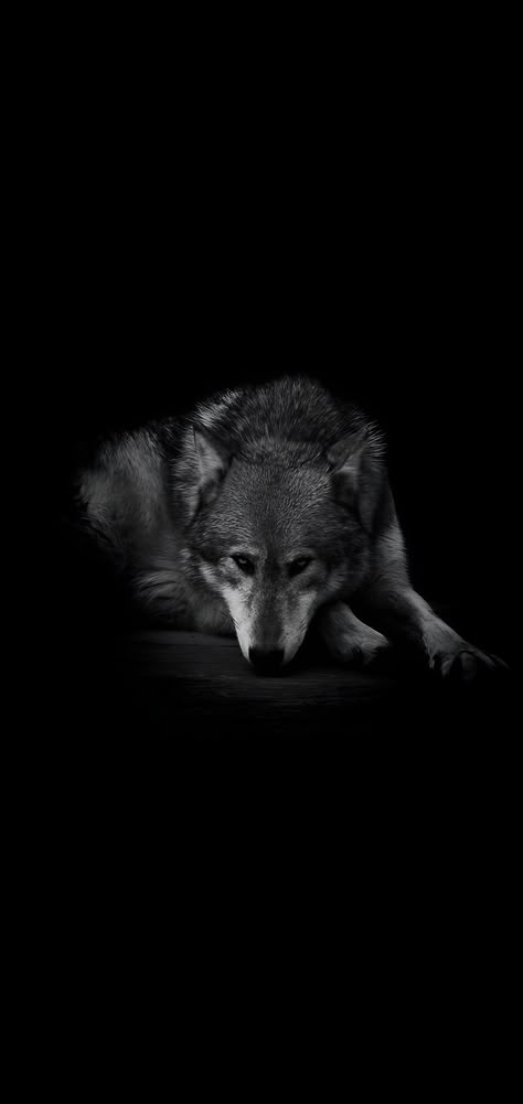 Pictures Of Wolves, Husky Eyes, Iphone 6s Wallpaper, Angry Wolf, Space Art Gallery, Wolf Images, Wolf Photos, Wolf Wallpaper, Wolf Pictures