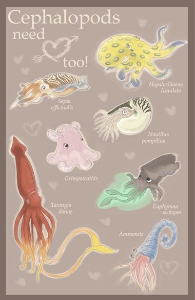 Would be cute poster for a Bio class Cuddle Fish, Squid Drawing, Science Valentines, Animal Infographic, Octopus Squid, Molluscs, Beautiful Sea Creatures, Animal Science, Animal Facts