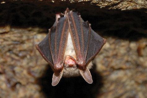 Next time you see a hibernating bat, snap a picture, note the location and email it to researchers at Texas A&M. How To Attract Bats, Attract Bats, Little Brown Bat, Harmful Insects, Bat House, Organic Pesticide, Flea Prevention, Best Pest Control, Mosquito Control