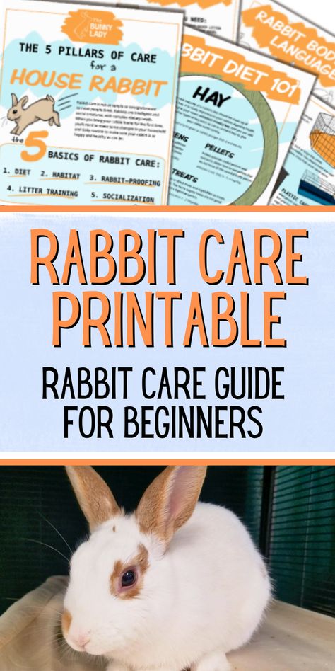 Get your free Rabbit Care Sheet and stay informed with our newsletter! Perfect for new and seasoned bunny owners looking to enhance their pet care knowledge. Pet Rabbit Care, Bunny Lady, Indoor Rabbit, Rabbit Care, Pet Rabbit, Parenting Skills, The Bunny, Pet Care, Tips And Tricks