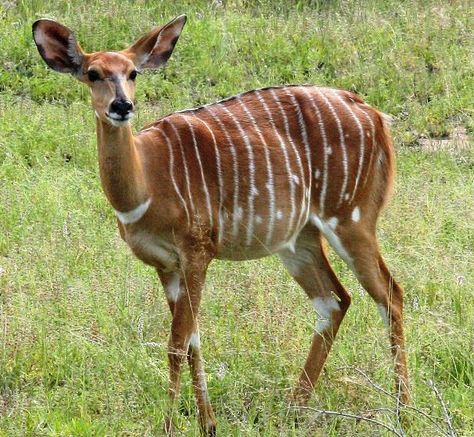 Female Nyala - An interesting fact about nyala is that they are the dividing line between ‘bulls and rams’ and ‘cows and ewes’. Nyala adult males are referred to as bulls. Any adult male of an antelope species smaller than nyala are referred to as rams. Nyala adult females are referred to as ewes. Nyala Antelope, Horn Of Africa, Stationary School, African Wildlife, Animal Friends, Art References, Custom Labels, Animals Friends, Llama