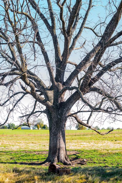 Growing Black Walnut Trees - Hammons Black Walnuts Mini Farms, Hobby Farming, Black Walnut Tree, Nutter Butter Cookies, Walnut Tree, Nut Recipes, Mini Farm, American Black Walnut, Native Garden