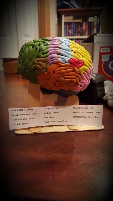 Clay brain Clay Brain Model, Clay Modelling Ideas Art, Diy Brain Model, 3d Brain Project, Clay Brain, Human Body Systems Projects, Brain Project, Body Systems Project, Genius Hour Projects