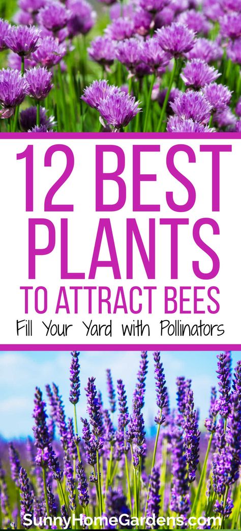 Plant these awesome flowers to attract honeybees to your garden. Pollinators are so important for our plants. Best Flowers To Plant For Honey Bees, Herbs For Bees, Plant These Save The Bees, Bee Garden Ideas Landscapes, Bee Flowers Garden, Best Flowers For Bees And Butterflies, Bees In The Garden, Bees Favorite Flowers, Garden For Bees And Butterflies