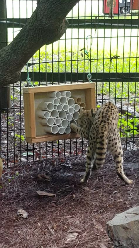 Honeycomb feeder for serval Big Cat Enrichment, Kangaroo Enrichment, Enrichment For Zoo Animals, Serval Enclosure, Zoo Enrichment Ideas, Zoo Animal Enrichment, Animal Enrichment Ideas, Fox Enrichment, Bear Enrichment