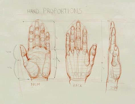 Ramon Hurtado, Anatomy Studies, Body Part Drawing, Interesting Drawings, Realistic Sketch, Study Art, Draw Hands, Art Advice, Human Anatomy Drawing