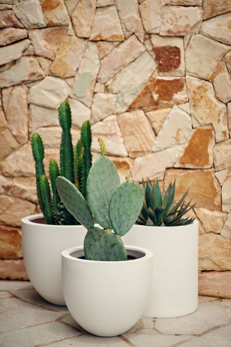 Cactus Garden Design, Cowboy Cactus, Mulch Landscaping, Australian Native Garden, Potted Plants Outdoor, Cactus Planter, White Pot, Gardens Design, Blue Glow