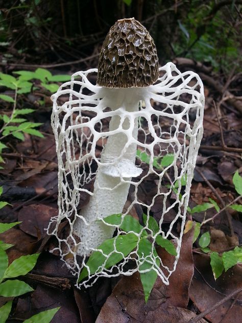 stinky+insects | as you can guess from this blog post s title Stinkhorn Mushroom, Mushroom Pictures, Slime Mould, Plant Fungus, Mushroom Fungi, Mushroom Decor, Forest Floor, Nail Fungus, Mushroom Art