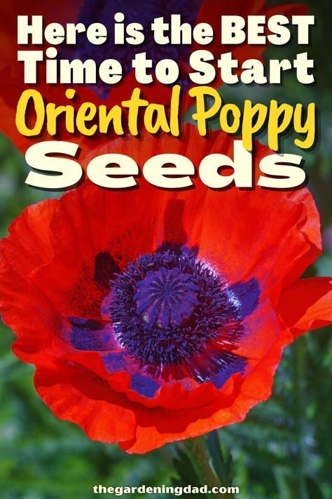 Do you want to try growing your own Oriental Poppy seeds? This link will go over the best ways to get your seeds started. #Thegardeningdad #orientalpoppy #Flowers When To Plant Poppy Seeds, Planting Poppy Seeds, Flowers From Seed, Poppy Flower Seeds, Growing Poppies, Planting Poppies, Poppy Flowers, Ins And Outs, Poppy Seeds