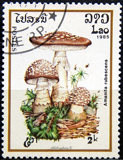 Laos.  MUSHROOMS. AMANITA SUBESCENS.  Scott 638  A169, Issued 1985 Apr 8, Perf. 13, 2. /ldb. Bolete Mushroom, Different Types Of Mushrooms, Vintage Stamps Postage, Mushroom Amanita, Art Mushrooms, Types Of Mushrooms, Fly Agaric Mushroom, Postage Stamp Design, Amanita Muscaria