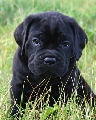 Cane Aesthetic, Cana Corso, Kane Korso, Big Dogs Breeds, Biggest Dog In The World, Dog Names Unique, Pet Anime, Cane Corso Mastiff, Cane Corsos