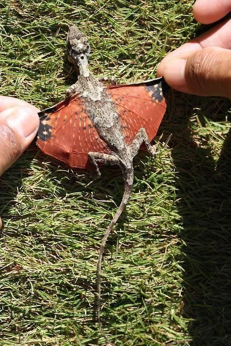 The Flying Dragon Lizard (Draco volans) of Southeast Asia. It looks like something out of "Harry Potter"! Flying Lizard, Mini Dragon, Tiny Dragon, Sharon Stone, Little Dragon, Baby Dragon, Palau, Reptiles And Amphibians, Gecko