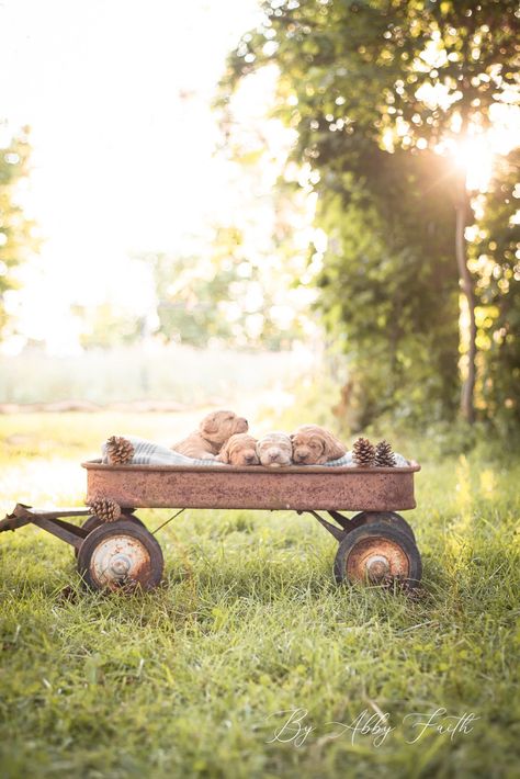 Goldendoodle puppies in a wagon | Puppy Photography Puppy Litter Picture Ideas, Puppy In Basket, Puppies Photoshoot, Litter Of Puppies Photography, Cute Dog Photoshoot Ideas, Puppy Photoshoot, Puppy Photoshoot Ideas, Puppy Box, Puppy Litter