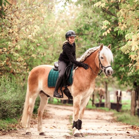 🍀 To understand a horse is to be loved by a horse 🍀 @haflinger_nadier.shetty_ellie_ #paardenfotografie #paardenfotograaf #horsephotographer #pferdeschönheiten #pferdeliebe #haflingerhorse #haflingersofinstagram #epplejeck #quurofficial #lemieuxproductsofficial #green #love #paardenmeisje #paardenfotograaflimburg #horsephotographer #equestrianphotography Equestrian Horses, Haflinger Horse, Horse Photographer, Pony Breeds, Equestrian Aesthetic, Green Love, English Riding, Ranch Life, Cute Horses