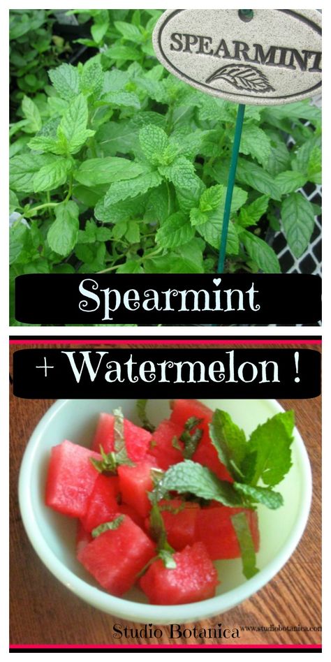 Spearmint Recipes, Dyi Garden, Cookout Ideas, Digestive Herbs, Healthy Summer Treats, Fresh Herb Recipes, Watermelon Benefits, Summer Eats, Raspberry Recipes