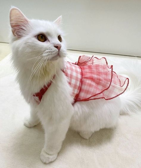 Diy Cat Outfits, Diy Clothes For Cats, Diy Kitten Clothes, Cute Cat Outfits, Cats Wearing Clothes, Cute Cat Clothes, Cat Outfits Pets, Clothes For Cats, Cat Outfits