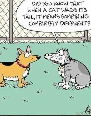 12 Clever Comics About Cats And Dogs That Are Too Funny Not To See - I Can Has Cheezburger? Funny Cartoon Jokes, Animal Cartoons, Dog Humor, Dog Comics, Cat Jokes, Funny Cartoons Jokes, Corny Jokes, Cat Comics, Cat Tail