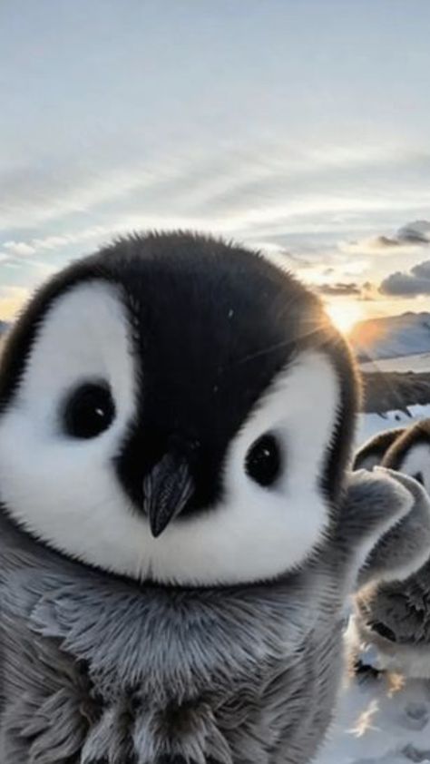 Top 10 Cutest Animals In The World Worlds Cutest Animals, Cute Small Animals, Cute Lion, Cutest Animals, Baby Penguins, Cute Penguins, Cute Animal Photos, Funny Animal Memes