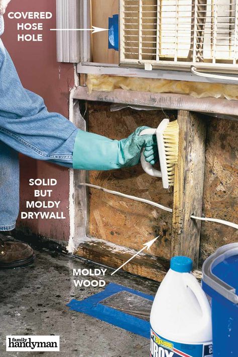 Cleaning Mold, Cleaning Painted Walls, Mold Remediation, Deep Cleaning Tips, Mold Remover, Family Handyman, Clean Dishwasher, Toilet Cleaning, Home Repairs