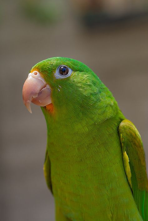 Perica Beautiful Birds, Parrot, Pet Portraits, Birds, Animals