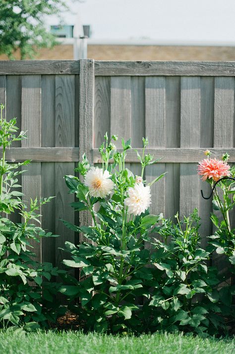 Dahlia Landscaping, Dahlia Garden Landscaping, Dinner Plate Dahlias, Dahlia Patch, Dahlia Growing, Dahlia Plant, Dinner Plate Dahlia, Dinnerplate Dahlia, How To Grow Dahlias