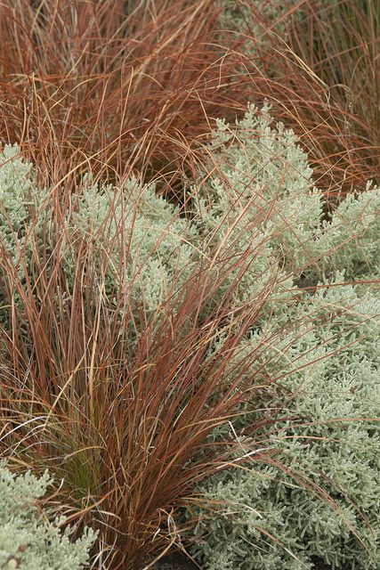 Heather Planting Ideas, Carex Grasses, Carex Testacea, Fast Growing Pine Trees, Grass Garden, Planting Design, California Garden, Grasses Landscaping, Gravel Garden