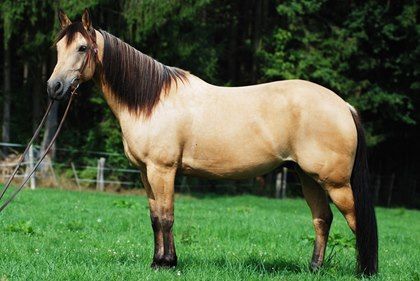 What impact do structural deviations really have on your horse's soundness and performance? Here's what you should know. Appendix Horse, Common Horse Breeds, Buckskin Quarter Horse, Sketch Horse, Wallpaper Horse, Aesthetic Horse, Tattoo Horse, Horse Arabian, Horse Ownership