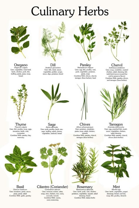 Plant Spotlight: kitchen herb garden | jardin d'herbes aromatiques Zen Rock, Garden Interior, Garden Mini, Garden Terrace, Culinary Herbs, Tea Garden, Garden Bar, Ideas Garden, Interior Garden