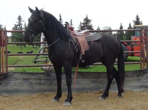 Canadian Horse breeder in Calgary, AB, CANADA Canadian Horse, Horse Breeder, Pony Breeds, Horse Boarding, Horses For Sale, Horse Breeds, Calgary, Random Stuff, Horses