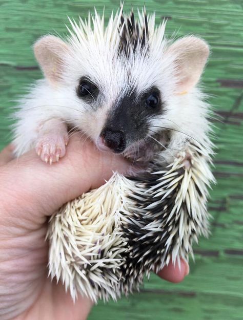 Split colours White Hedgehog, Black Hedgehog, Hedge Hogs, Hedgehog Food, Pet Hedgehog, Hedgehog Cage, Pygmy Hedgehog, Hedgehog Pet, Baby Hedgehog