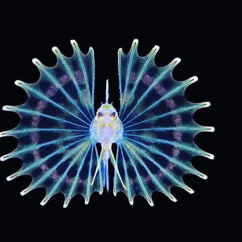 Deep Sea Animals, Images Of Animals, Deep Sea Creatures, Bio Art, Lion Fish, Beautiful Sea Creatures, Cosmic Horror, Underwater Creatures, Marine Animals