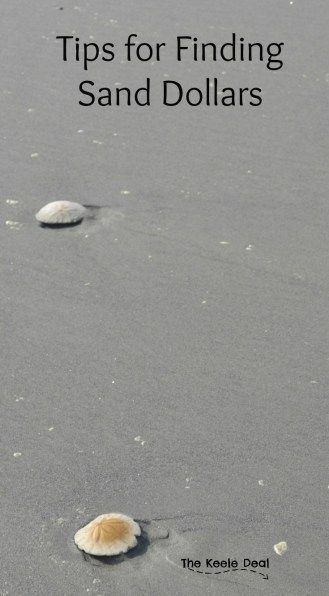 Sanddollar Crafts, United States Travel Bucket Lists, Sand Dollar Craft, Spiritual Science, Sand Crafts, Shell Crafts Diy, Sand Dollars, Shell Beach, Seashell Art