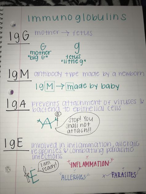 Immunoglobulins: IgG, IgM, IgA, and IgE Pathophysiology Nursing Immunity, Inotropic Chronotropic Dromotropic, Immunity Nursing Notes, Pathophysiology Nursing Notes Template, Pharmacology Paramedic, Immunoglobulin Nursing, Immunology Study Notes, Immunity Notes, Hematology Notes