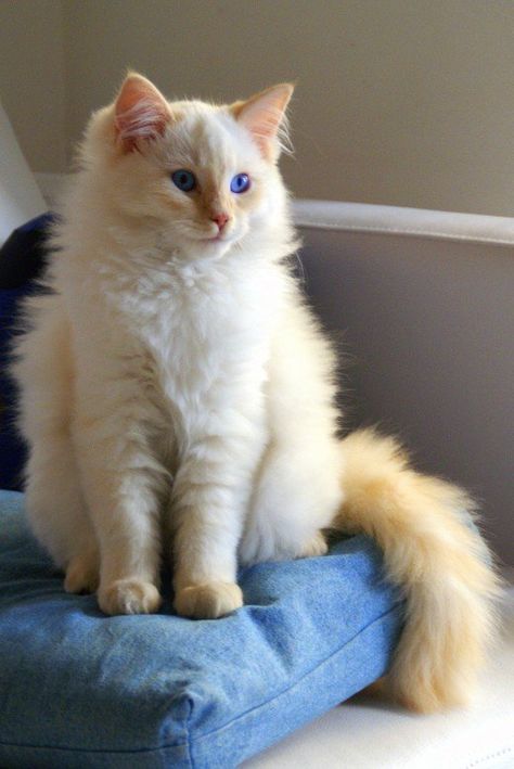 Cat Breeds Ragdoll, Best Cat Breeds, Ragdoll Kittens, Exotic Shorthair, Ragdoll Cats, Ragdoll Kitten, Cute Kitties, Fluffy Cat, Ragdoll Cat