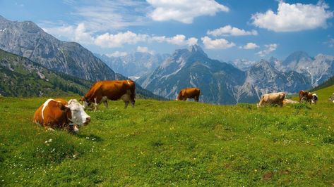 Cow Laptop Wallpaper 4k Cow Wallpaper Laptop, Desktop Wallpaper 4k, Switzerland Wallpaper, Nature Places, Cow Wallpaper, Cow Pictures, Wallpaper Laptop, Animal Wallpaper, Laptop Wallpaper